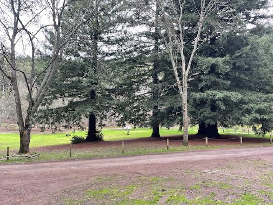 Picnic area with large green trees in the foreground