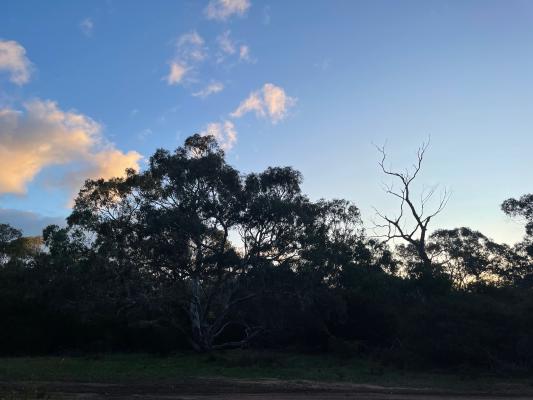 Poorly lit trees against a blue sky just after sunset