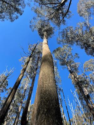 There were some beautiful tall trees about, but most of them far beyond what I could use a throw bag up to get an antenna up in to